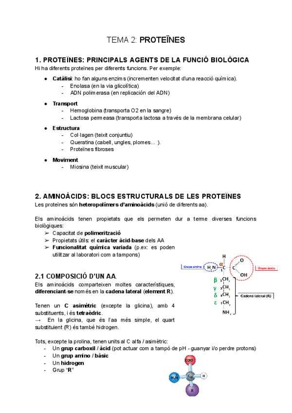 Miniatura del documento tema-2-Proteines.pdf