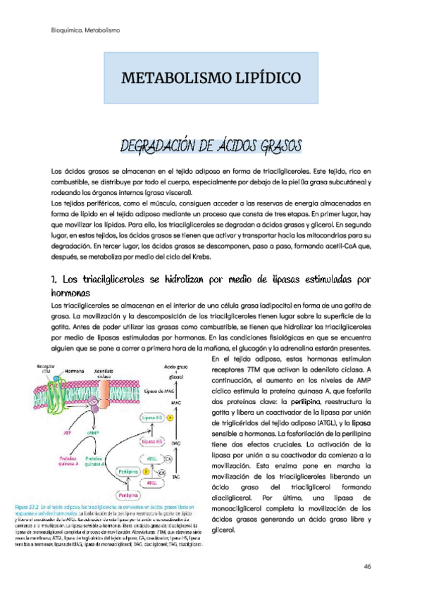Miniatura del documento Metabolismo-lipidico.pdf