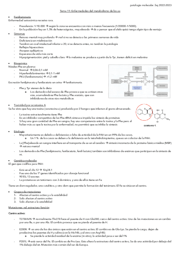 Miniatura del documento Tema-11.-Enfermedades-del-metabolismo-de-los-aa.pdf