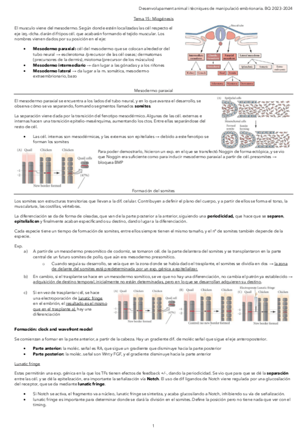 Miniatura del documento Tema-15.-Miogenesis.pdf