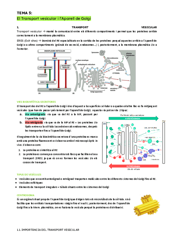 Miniatura del documento T5-Transport-vesicular-i-Aparell-de-Golgi.pdf