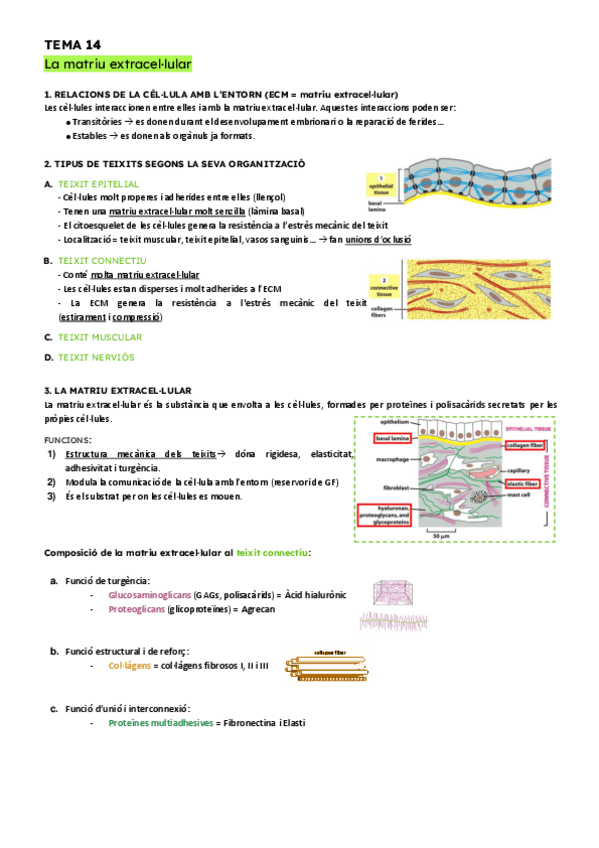 Miniatura del documento T14-La-matriu-extracel.lular.pdf