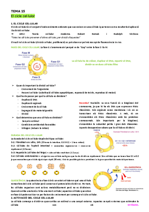 Miniatura del documento T15-El-cicle-cel.lular.pdf
