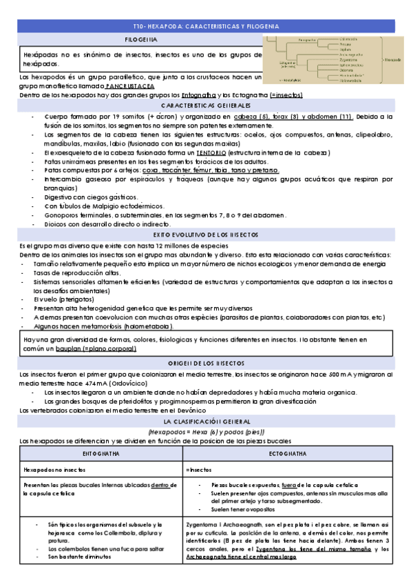 Miniatura del documento T10-HEXAPODA-CARACTERISTICAS-Y-FILOGENIA.docx.pdf