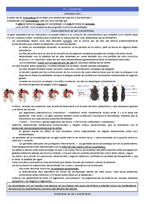 Miniatura del documento T11-ORDEN-COLEOPTERA.docx.pdf