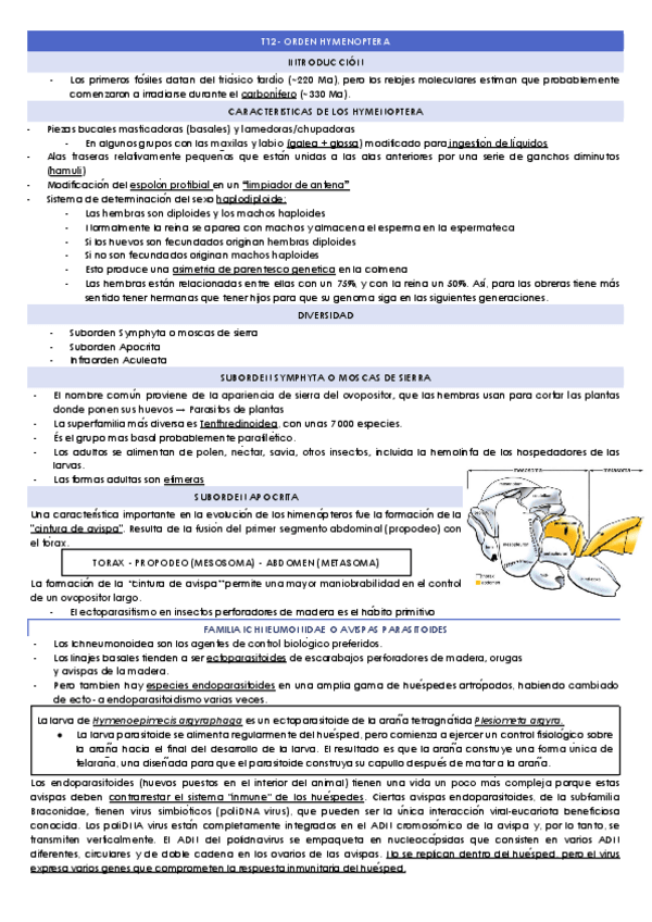 Miniatura del documento T12-ORDEN-HYMENOPTERA.docx.pdf