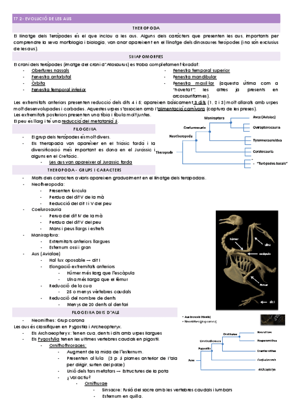 Miniatura del documento T7.2-EVOLUCIO-DE-LES-AUS.docx.pdf