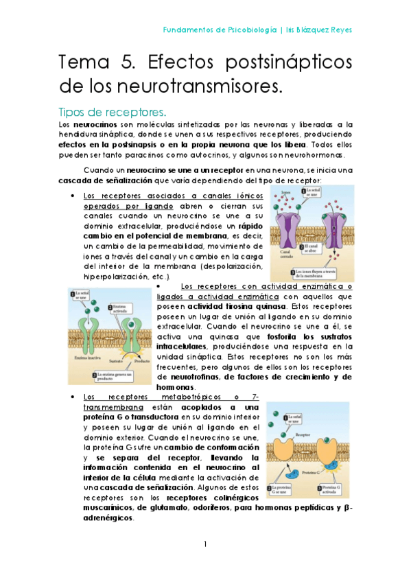 Miniatura del documento TEMA 5. EFECTOS POSTSINÁPTICOS DE LOS NEUROTRANSMISORES.pdf