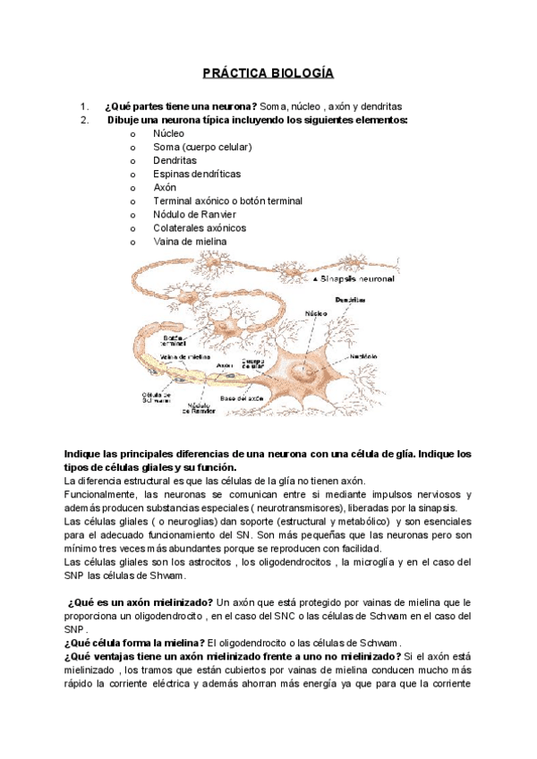 Miniatura del documento PRACTICA BIOLOGÍA.pdf