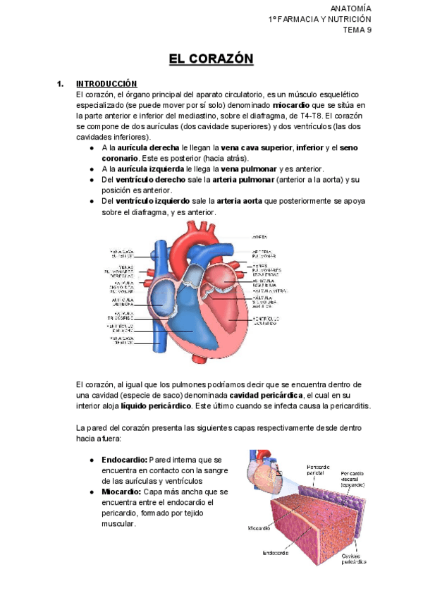 Miniatura del documento CORAZÓN.pdf