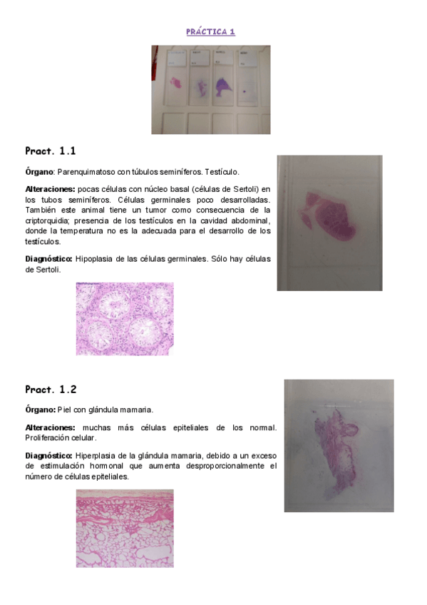 Miniatura del documento Pra cticas laboratorio.pdf