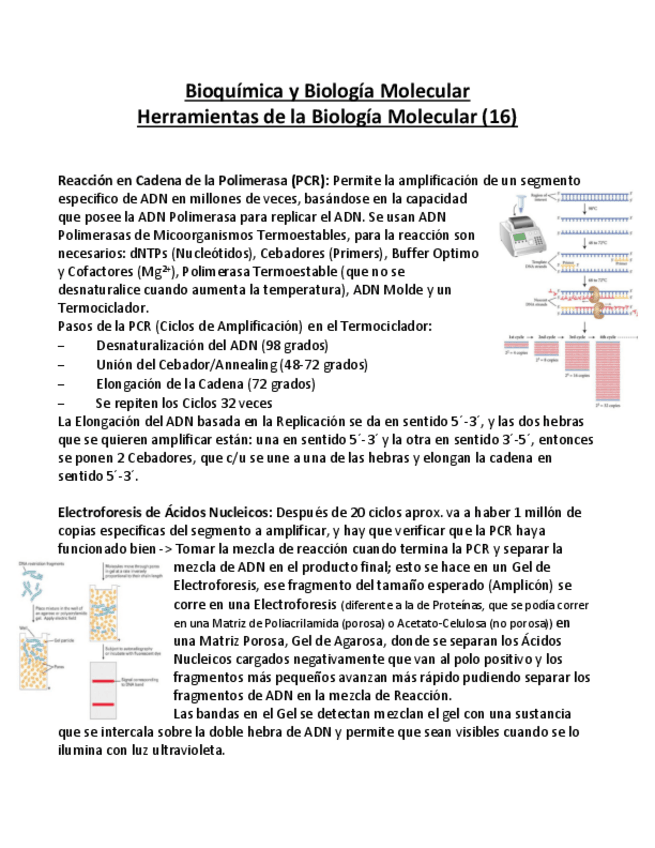 Miniatura del documento Bioquimica-y-Biologia-Molecular-APUNTES-16-Herramientas.pdf