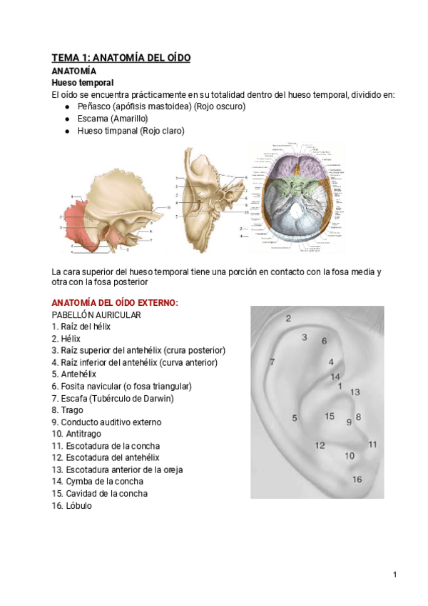 Miniatura del documento ORL.pdf