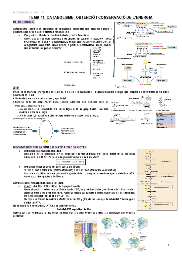 Miniatura del documento BLOC-IV.pdf