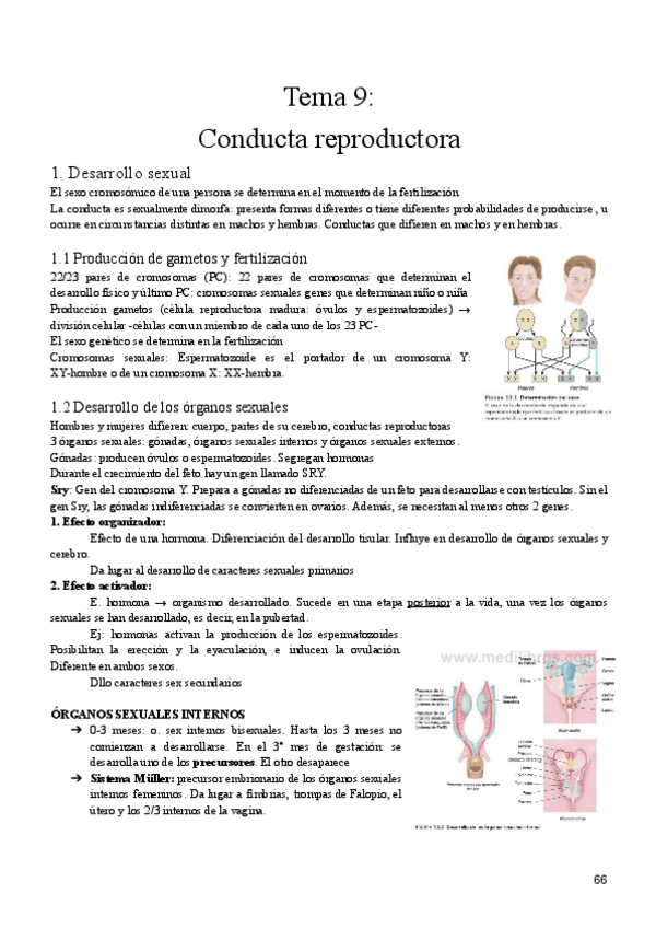 Miniatura del documento Tema-9-fisio.pdf