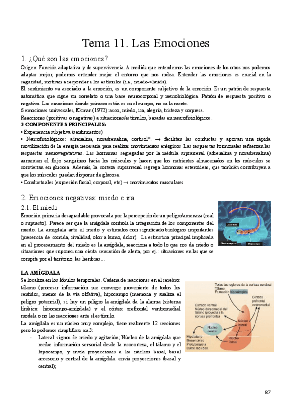 Miniatura del documento Tema-11-fisio.pdf