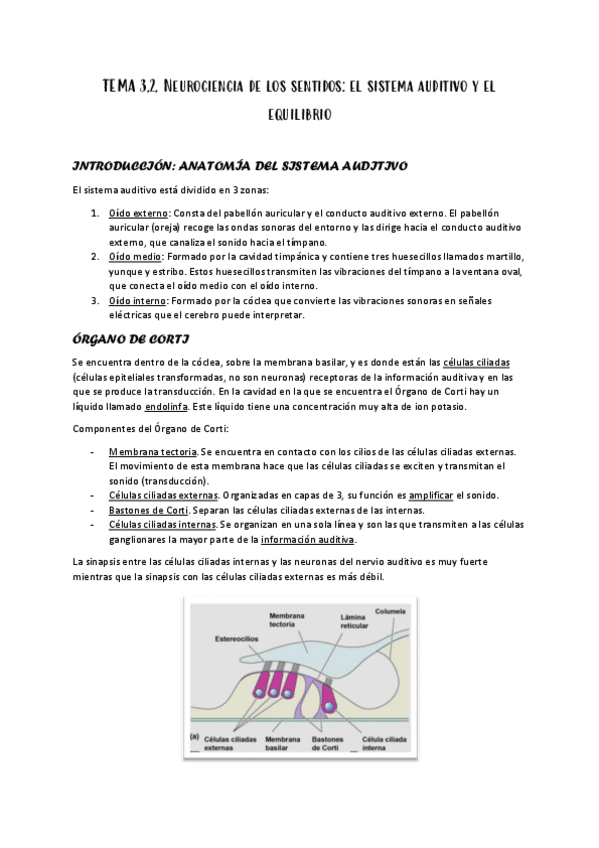 Miniatura del documento 3.2-NEUROCIENCIA-DE-LOS-SENTIDOS-EL-SISTEMA-AUDITIVO-Y-EL-EQUILI.pdf