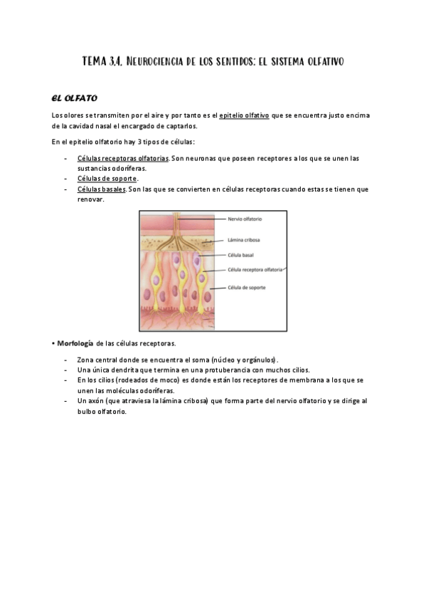 Miniatura del documento 3.4-NEUROCIENCIA-DE-LOS-SENTIDOS-EL-SISTEMA-OLFATIVO.pdf