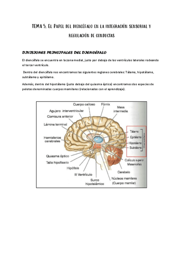 Miniatura del documento 5.-DIENCEFALO.pdf