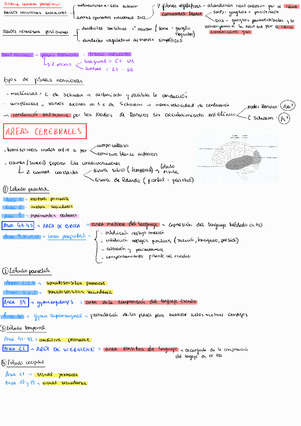 Miniatura del documento Anatomia-y-fisiologia-tema-1.pdf