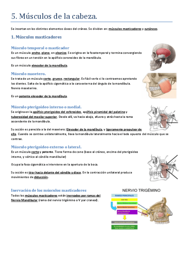 Miniatura del documento 5.-Musculos-de-la-cabeza.pdf