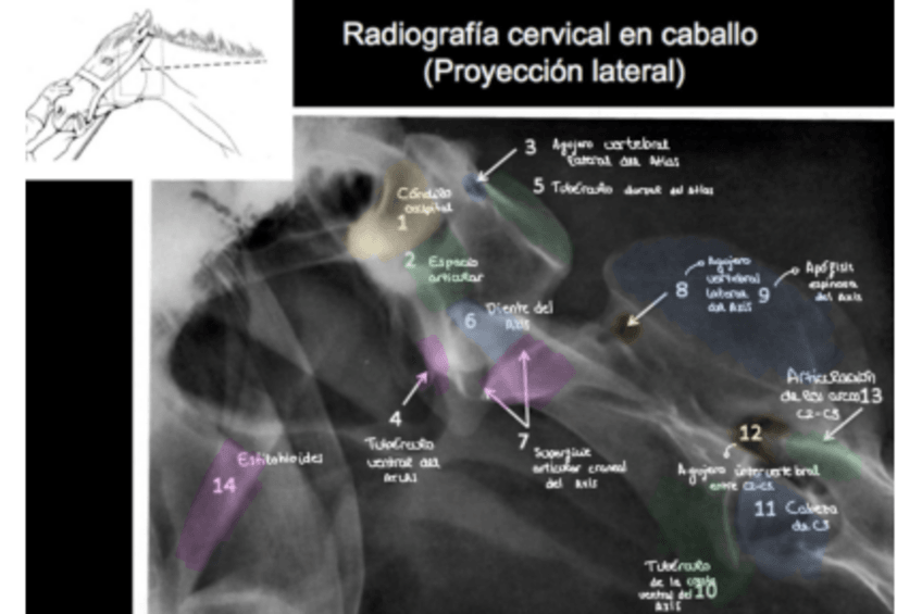 Miniatura del documento Radiografias-Practica-2-Anatomia-cervicales.pdf
