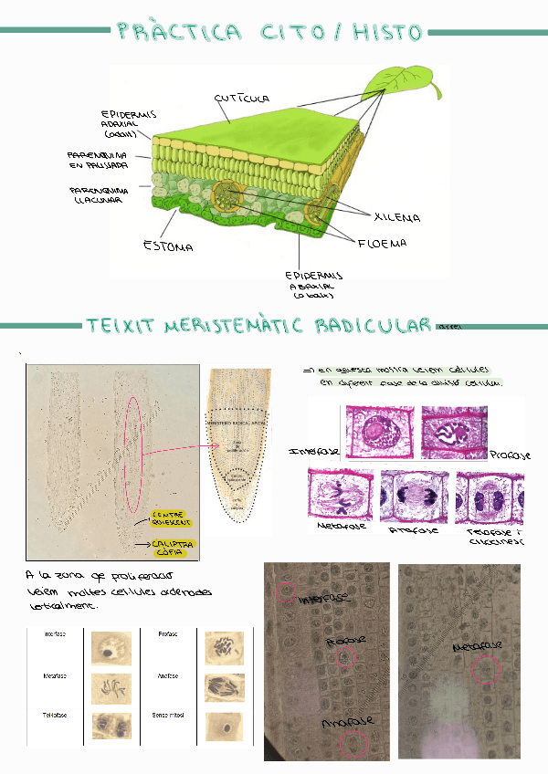 Miniatura del documento Practiques-citologia-vegetal.pdf