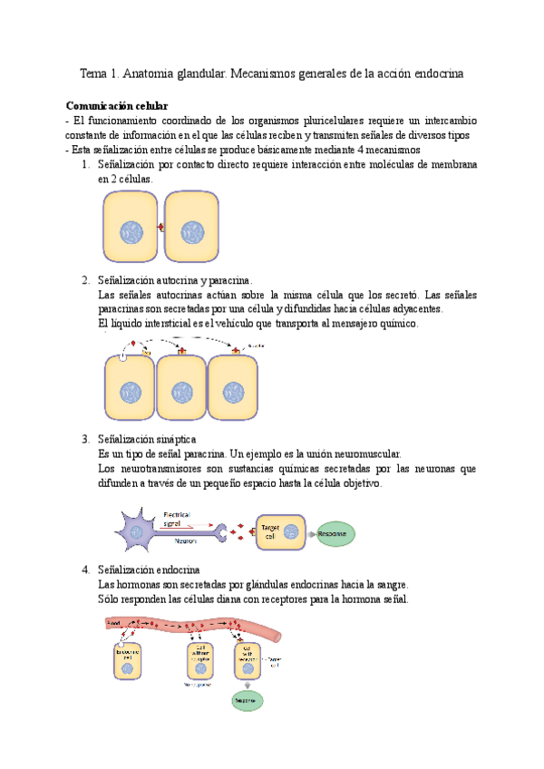 Miniatura del documento Tema-1.-Anatomia-glandular.pdf