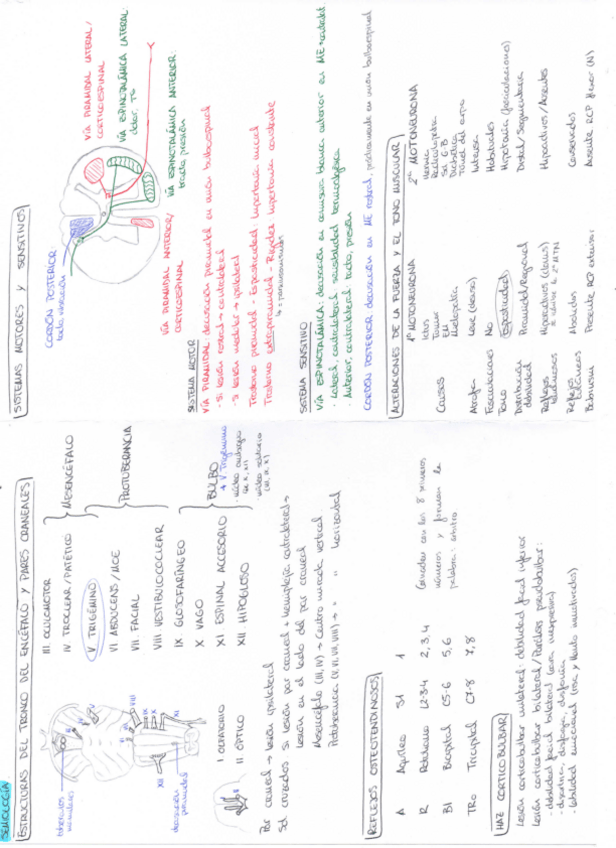 Miniatura del documento Tema-0.-Semiologia.pdf
