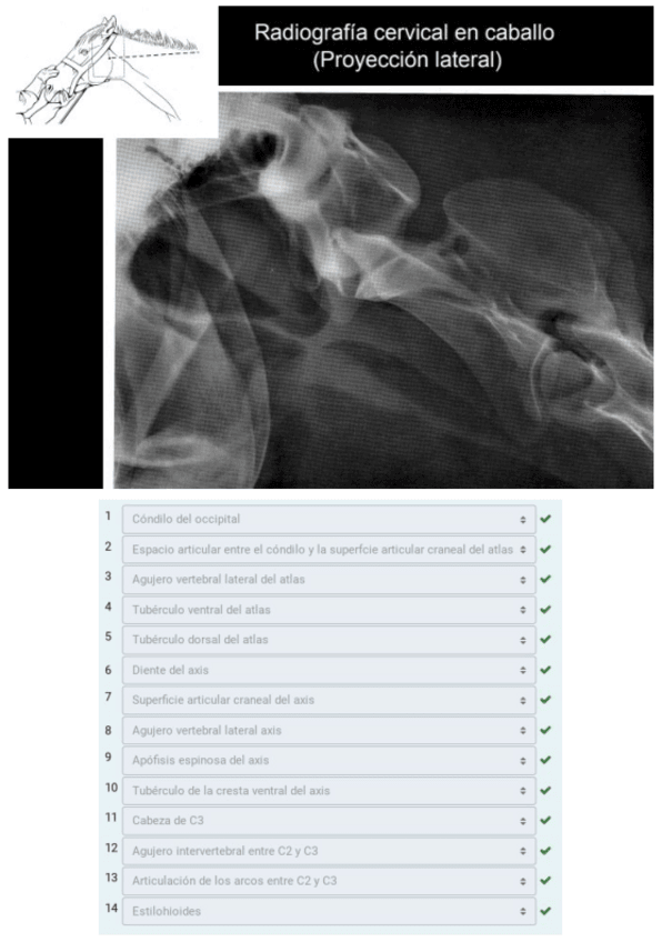 Miniatura del documento SOLUCION-RADIOGRAFIAS-COMPLETAS.pdf