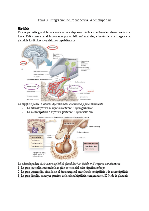 Miniatura del documento Tema-3.-Integracion-neuroendocrina.-Adenohipofisis.pdf