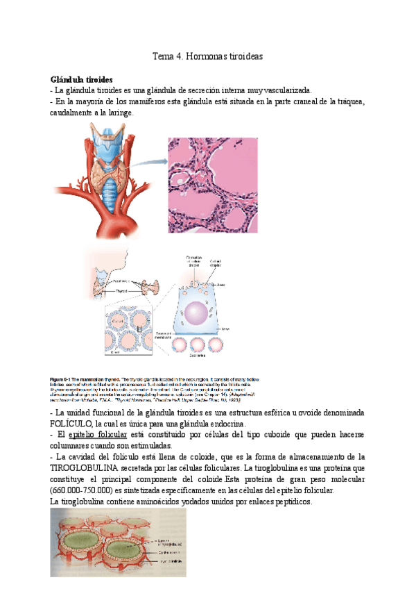 Miniatura del documento Tema-4.-Hormonas-tiroideas.pdf