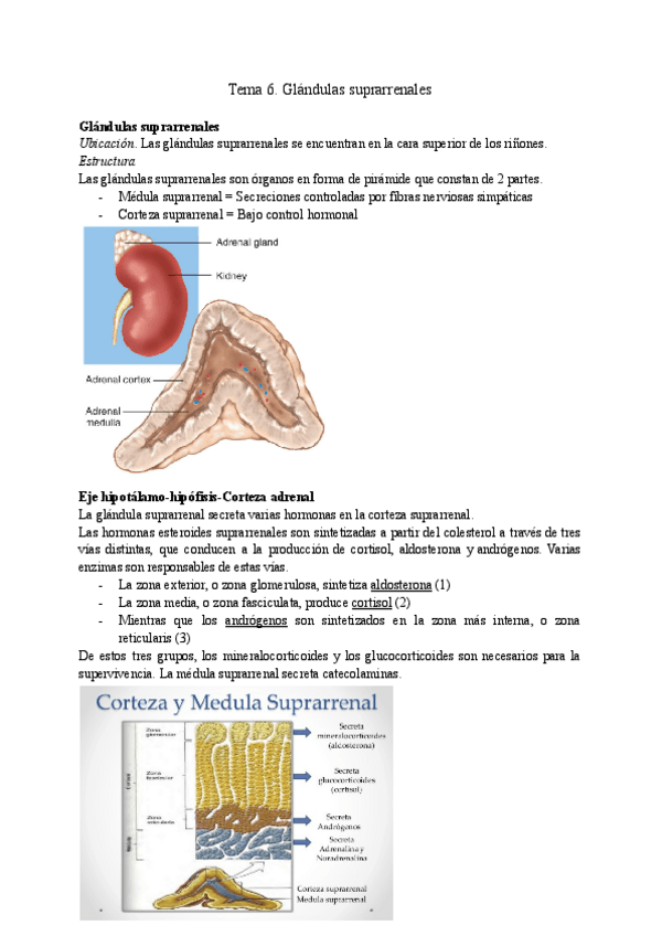 Miniatura del documento Tema-6.-Glandulas-suprarrenales.pdf