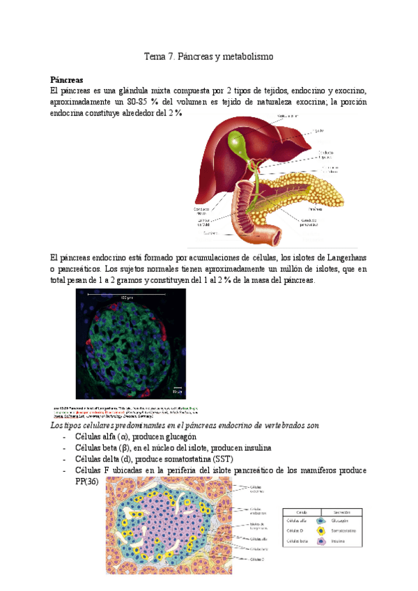 Miniatura del documento Tema-7.-Pancreas-y-metabolismo.pdf