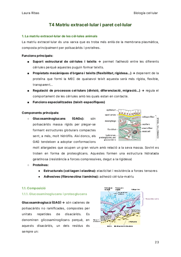 Miniatura del documento T4-Matriu-extracellular-i-paret-cellular.pdf