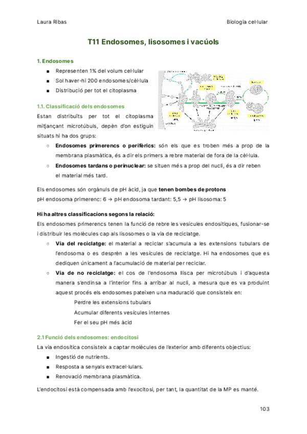 Miniatura del documento T11-Endosomes-lisosomes-i-vacuols.pdf