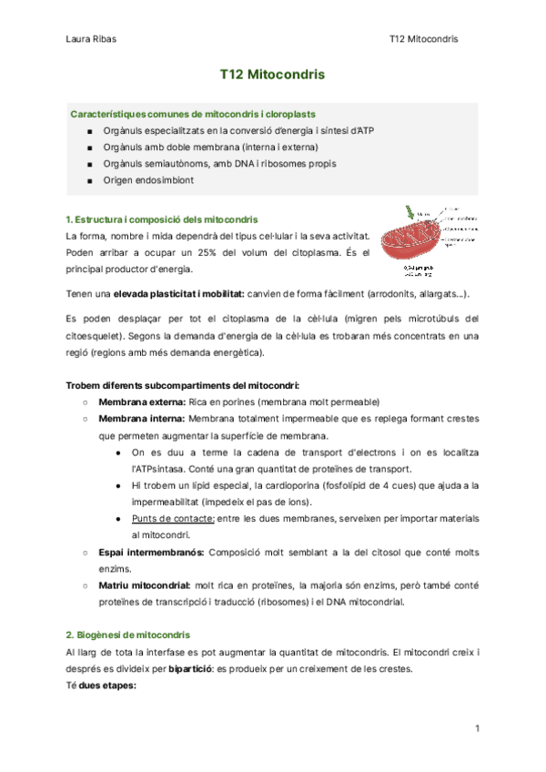 Miniatura del documento T12-Mitocondris.pdf