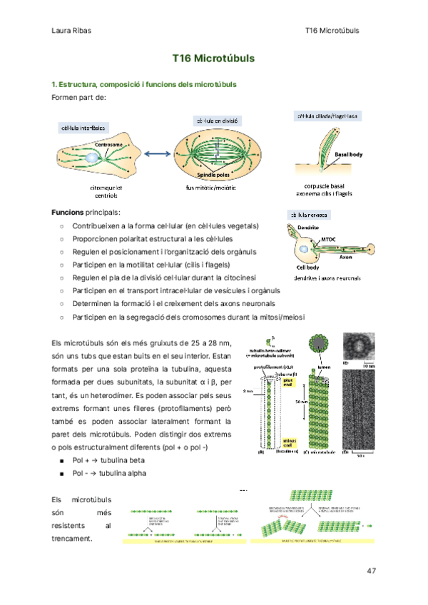Miniatura del documento T16-Microtubuls.pdf