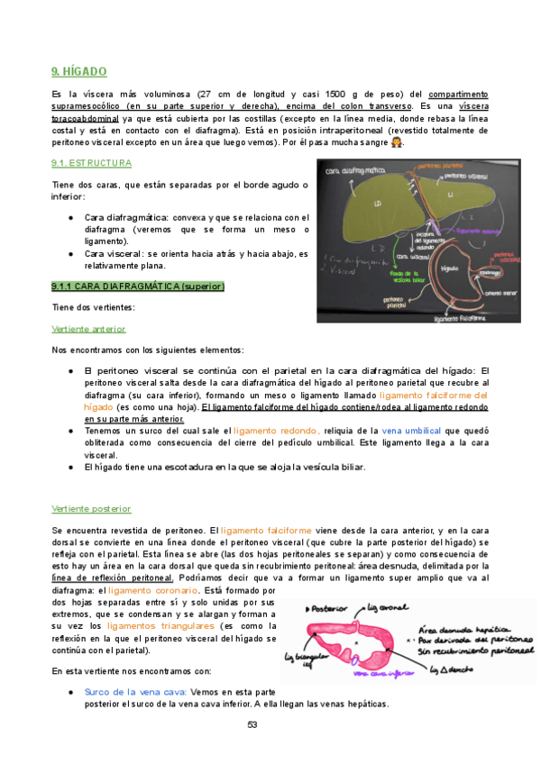 Miniatura del documento ANATOMIA-DIGESTIVO-1B-parte2.pdf