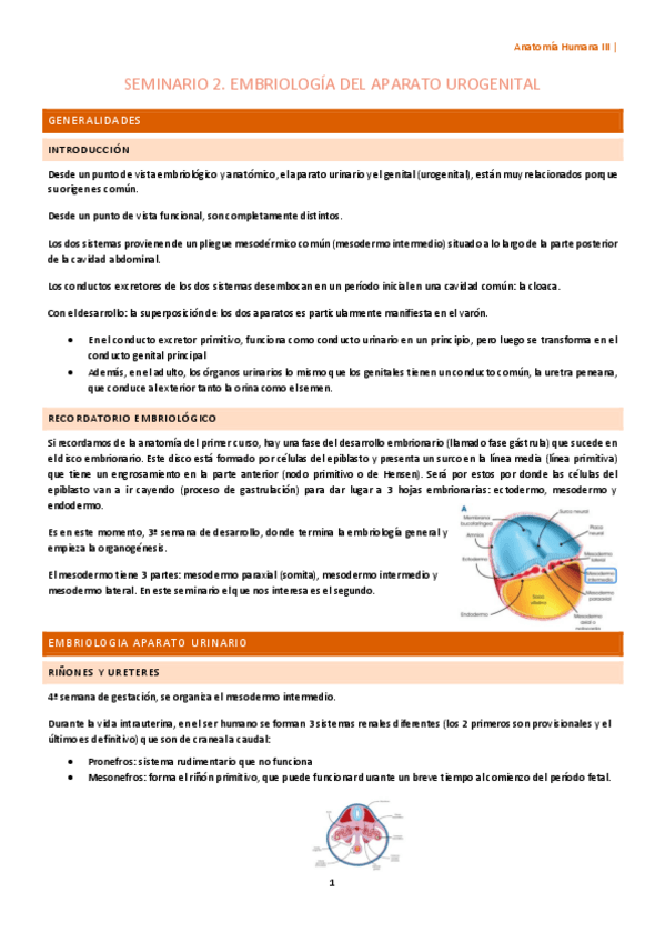 Miniatura del documento Seminario-2-esplacno.pdf