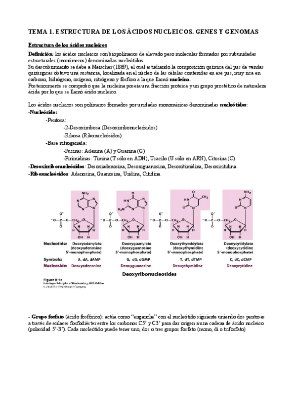 Miniatura del documento TEMA 1 GENETICA.pdf