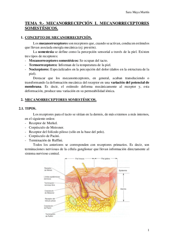 Miniatura del documento TEMA 9.- MECANORRECEPCIÓN I. MECANORRECEPTORES SOMESTÉSICOS..pdf