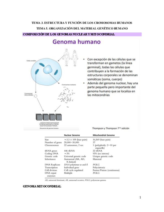 Miniatura del documento 3.-Estructura-y-funcion-de-los-cromosomas-humanos-Y-5.-Organizacion-del-material-genetico-humano.pdf
