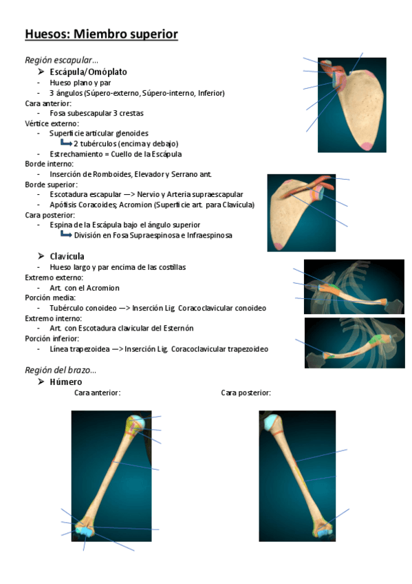 Miniatura del documento Anatomía-T15-Huesos-del-Miembro-Superior.pdf