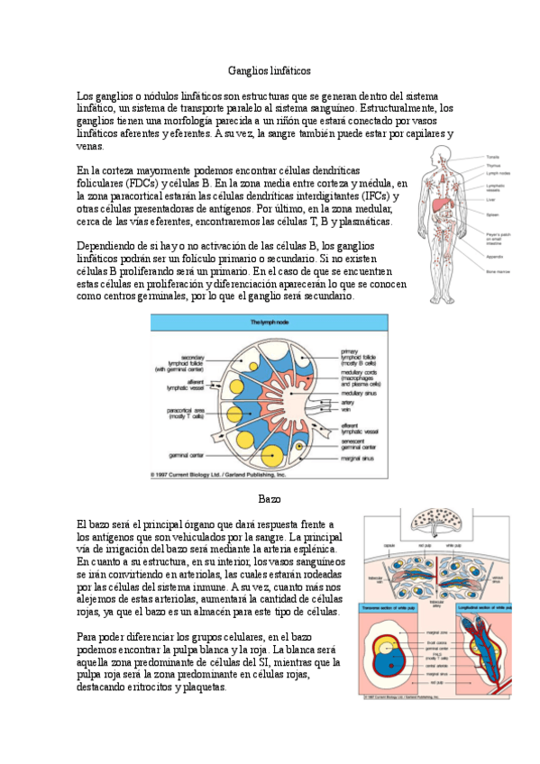 Miniatura del documento 2.-Hematopoyesis.pdf