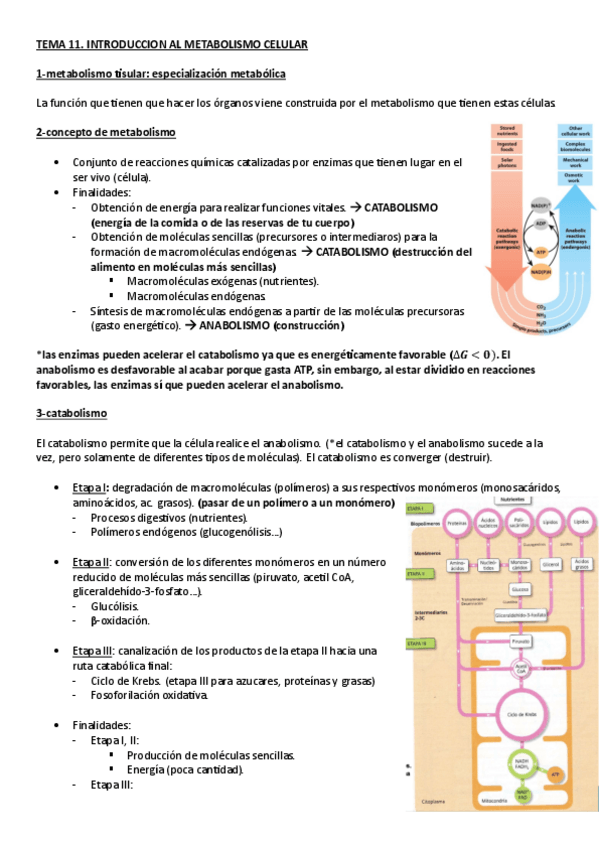 Miniatura del documento BIOQUIMICA.-TEMA-11.-INTRODUCCION-AL-METABOLISMO-CELULAR.pdf