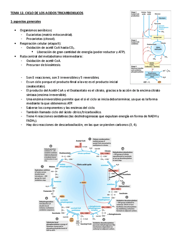 Miniatura del documento BIOQUIMICA.-TEMA-12.-CICLO-DE-LOS-ACIDOS-TRICARBOXILICOS.pdf