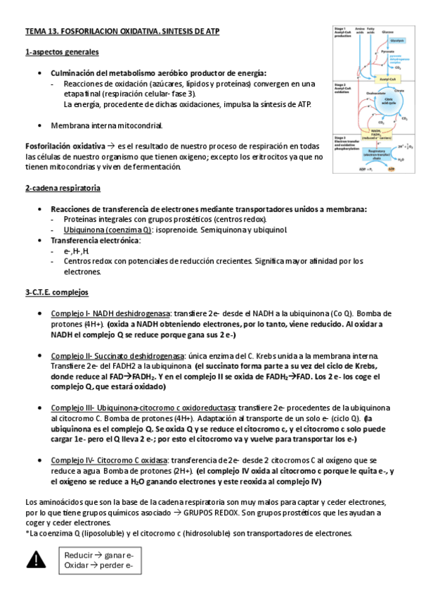 Miniatura del documento BIOQUIMICA.-TEMA-13.-FOSFORILACION-OXIDATIVA.-SINTESIS-DE-ATP.pdf