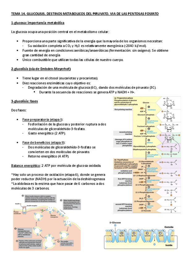 Miniatura del documento BIOQUIMICA.-TEMA-14.-GLUCOLISIS.pdf