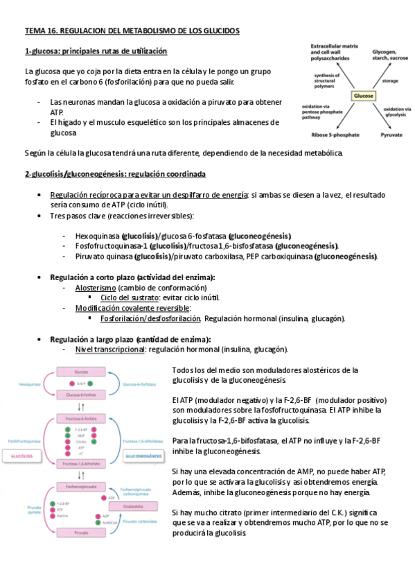 Miniatura del documento BIOQUIMICA.-TEMA-16.-REGULACION-DEL-METABOLISMO-DE-LOS-GLUCIDOS.pdf